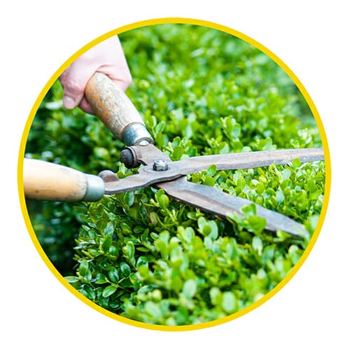 Summer Security Advice - Cut your garden bushes